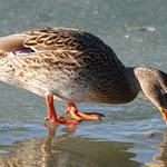 ...na tenkom ľade...