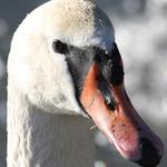 ...z očí do očí...