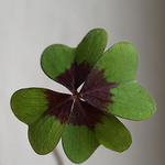 čtyřlístek