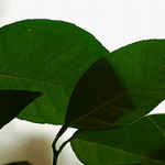 Protisvětlo - citroníkové dýchací póry