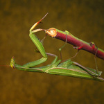 modlivka zelená(mantis religiosa)