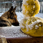 Psi kachnám nevěří