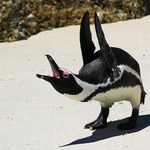 Komunikace po tučňácku