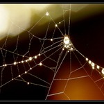 Korálková pavučinka