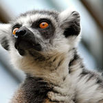 Lemur Kata - ZOO Praha