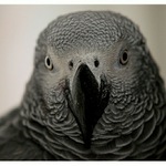 Papoušek, co se tvářil, že je orel