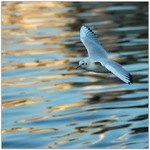  ... zimní vltavská rackiáda ..