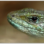 .. nikdy nevíš, kde se najde bystré očko ..