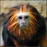 lev má príma bráchu