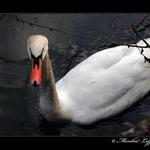 ..: puvabna anglicanka :..