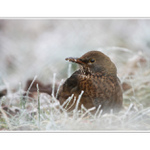 V studenom kresielku