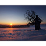 PRÍBEH STROMU-MEDZI LÚČMI