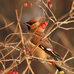 Brkoslav severní (Bombycilla garrulus)