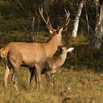 Táto neblázni, je tu ten šmírák