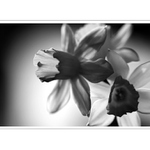 posel jara z květinářství II