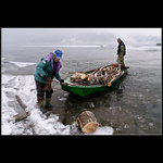 Vylov dřeva na Dunaji