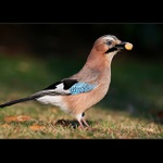 Vánoce u Sojkových