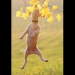 Woody na trampolíně