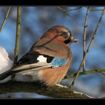 "Hlídačka lesní" I.