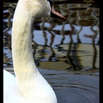 ...líbím se ti???...