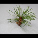 ... Pod sněhovou peřinou ...