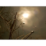 ...lapené ve větvích...