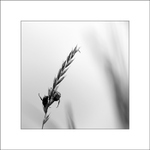 ...na striedačku...