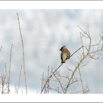 krajina krále brkoslava