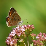 modrásek bez modré