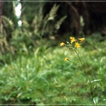 Hieracium murorum