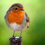 Červenka obecná (Erithacus rubecula)