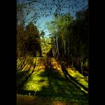 ***USÍNÁNÍ STROMŮ***