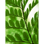 ***LÍSTEČKOVANÁ***