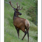 Wapiti