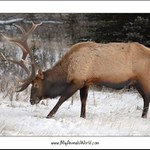Wapiti