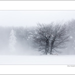 zima na javorine II.