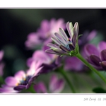 Fialové chtění....