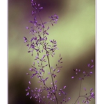 ...obyčejná tráva ...