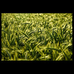 Najít tu, kterou hledáš..