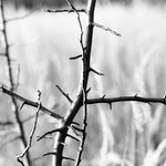 haluz (a to nepochybně)