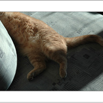 Volně ložený kus kocoura