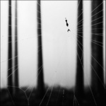 ..abstrakce lesní...