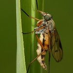 nenažraná moucha, ňáká :-)