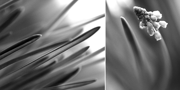 květinová abstrakce