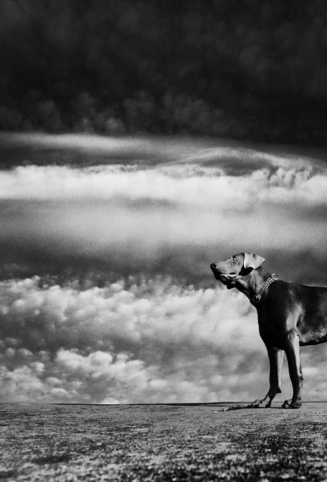 voix_dun_chien