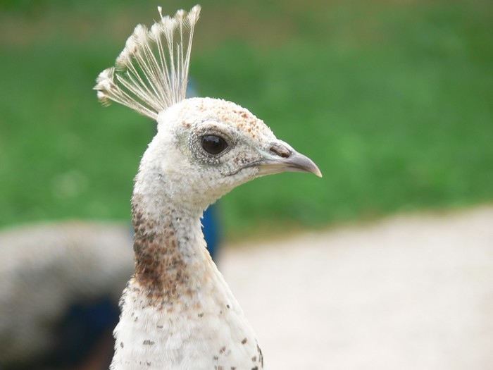 Páv