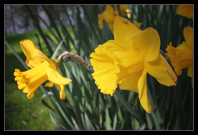 Narcisy