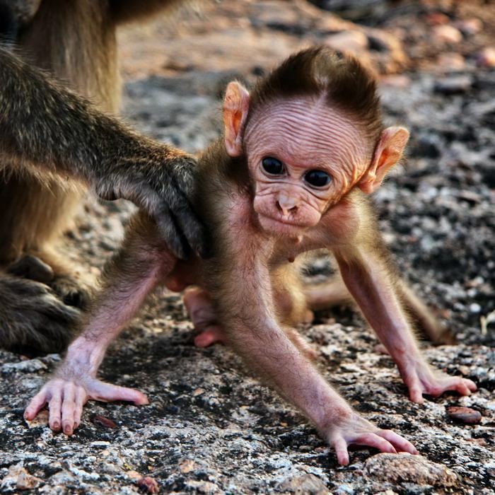 ...The Prodigy...