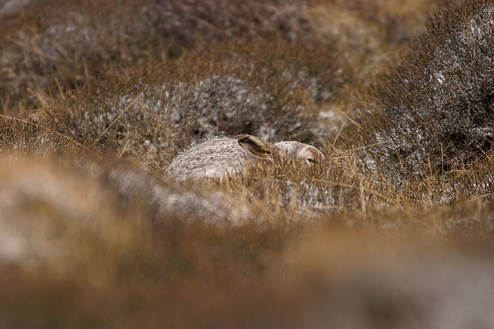 Wild White Hare