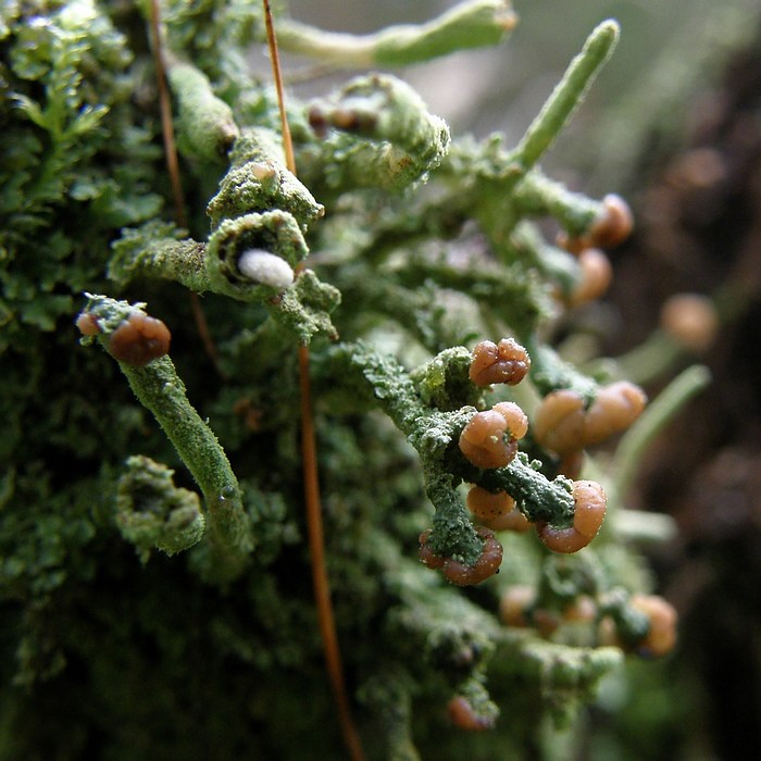 "pohádky z mechu a kapradí" díl-Křemílkovic ovocnářství